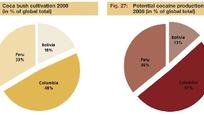 Coca bush cultivation and potential cocaine production 2008